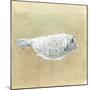 Box Fish, Sri Lanka, 2015-Lincoln Seligman-Mounted Giclee Print