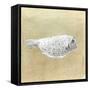 Box Fish, Sri Lanka, 2015-Lincoln Seligman-Framed Stretched Canvas