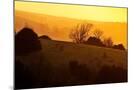 Wood Mount