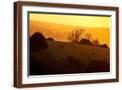Brown Frame