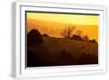 White Frame