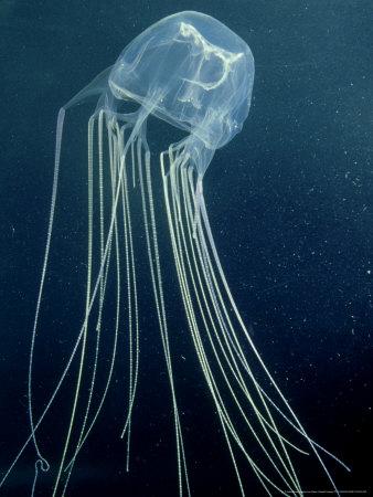 'Box Jellyfish or Sea Wasp, Poisonous, Australia' Photographic Print