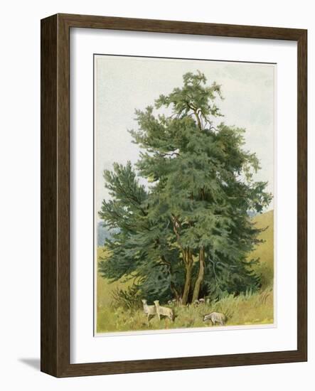 Box Tree with Lambs-null-Framed Art Print