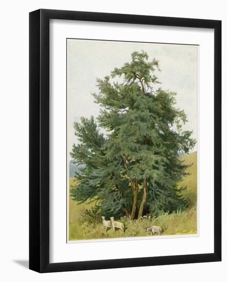 Box Tree with Lambs-null-Framed Art Print