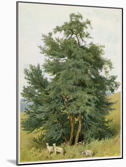 Box Tree with Lambs-null-Mounted Art Print