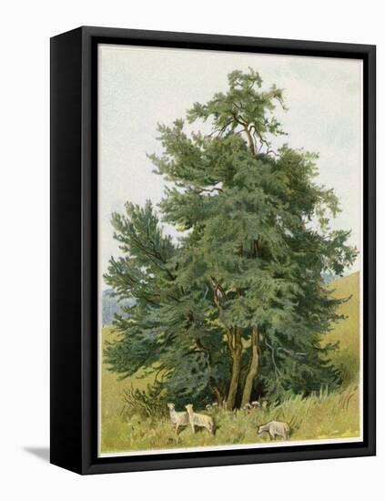 Box Tree with Lambs-null-Framed Stretched Canvas