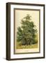 Box Tree-W.h.j. Boot-Framed Art Print