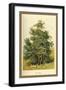 Box Tree-W.h.j. Boot-Framed Art Print