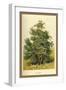 Box Tree-W.h.j. Boot-Framed Art Print