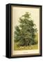Box Tree-W.h.j. Boot-Framed Stretched Canvas