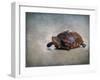 Box Turtle Portrait-Jai Johnson-Framed Giclee Print