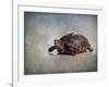 Box Turtle Portrait-Jai Johnson-Framed Giclee Print