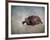 Box Turtle Portrait-Jai Johnson-Framed Giclee Print