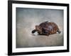 Box Turtle Portrait-Jai Johnson-Framed Giclee Print