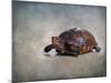 Box Turtle Portrait-Jai Johnson-Mounted Giclee Print