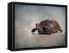 Box Turtle Portrait-Jai Johnson-Framed Stretched Canvas