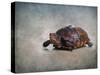 Box Turtle Portrait-Jai Johnson-Stretched Canvas