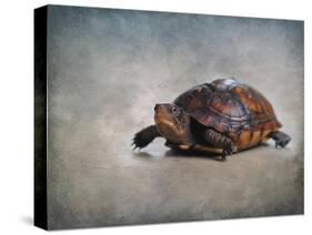 Box Turtle Portrait-Jai Johnson-Stretched Canvas