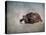 Box Turtle Portrait-Jai Johnson-Stretched Canvas