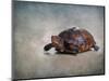 Box Turtle Portrait-Jai Johnson-Mounted Premium Giclee Print