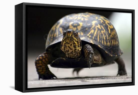 Box Turtle-Karen Williams-Framed Stretched Canvas