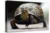 Box Turtle-Karen Williams-Stretched Canvas