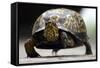Box Turtle-Karen Williams-Framed Stretched Canvas