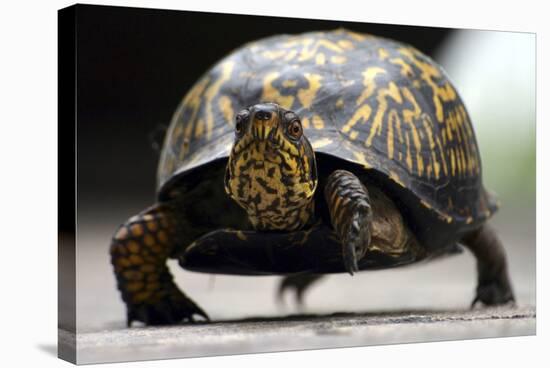 Box Turtle-Karen Williams-Stretched Canvas