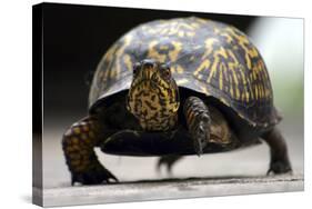 Box Turtle-Karen Williams-Stretched Canvas