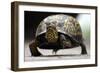 Box Turtle-Karen Williams-Framed Photographic Print