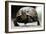 Box Turtle-Karen Williams-Framed Photographic Print