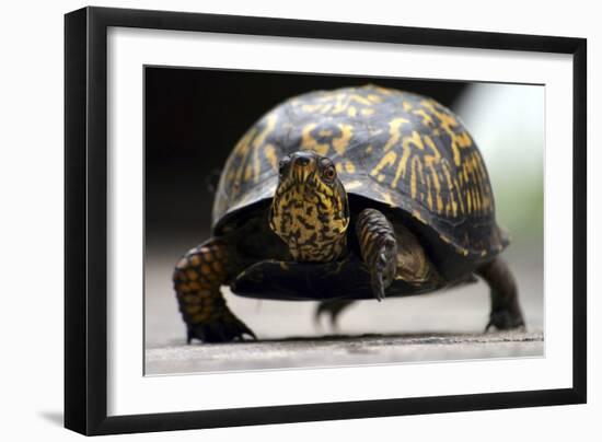 Box Turtle-Karen Williams-Framed Photographic Print