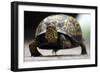 Box Turtle-Karen Williams-Framed Photographic Print