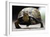 Box Turtle-Karen Williams-Framed Photographic Print