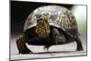 Box Turtle-Karen Williams-Mounted Photographic Print