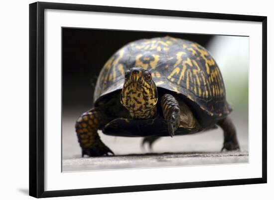 Box Turtle-Karen Williams-Framed Photographic Print