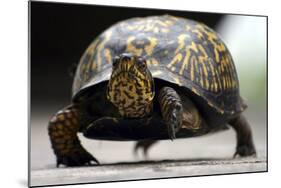Box Turtle-Karen Williams-Mounted Photographic Print