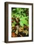 Box Turtle-null-Framed Photographic Print