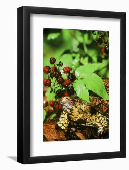 Box Turtle-null-Framed Photographic Print