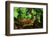 Box Turtle-null-Framed Photographic Print