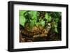 Box Turtle-null-Framed Photographic Print