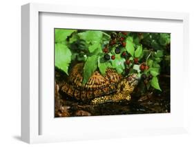 Box Turtle-null-Framed Photographic Print