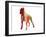 Boxer 2-NaxArt-Framed Art Print