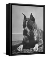 Boxer Bang Away, of Sirrah Crest, Posing for Photograph-null-Framed Stretched Canvas