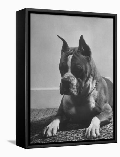 Boxer Bang Away, of Sirrah Crest, Posing for Photograph-null-Framed Stretched Canvas