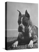 Boxer Bang Away, of Sirrah Crest, Posing for Photograph-null-Stretched Canvas