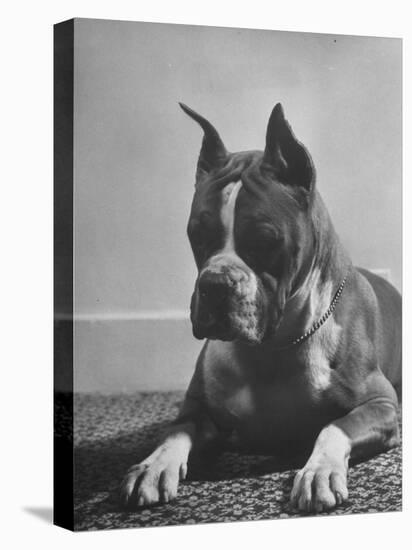 Boxer Bang Away, of Sirrah Crest, Posing for Photograph-null-Stretched Canvas