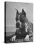 Boxer Bang Away, of Sirrah Crest, Posing for Photograph-null-Stretched Canvas