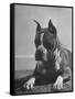 Boxer Bang Away, of Sirrah Crest, Posing for Photograph-null-Framed Stretched Canvas