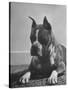 Boxer Bang Away, of Sirrah Crest, Posing for Photograph-null-Stretched Canvas